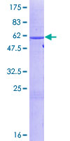 SDS-PAGE - Recombinant Human HuR / ELAVL1 protein (AB152360)