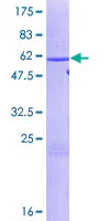 SDS-PAGE - Recombinant Human HuR / ELAVL1 protein (GST tag N-Terminus) (AB152360)