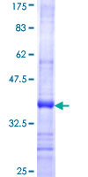 Recombinant Human HYAL2 protein