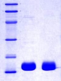 SDS-PAGE - Recombinant Human I-FABP protein (AB115502)