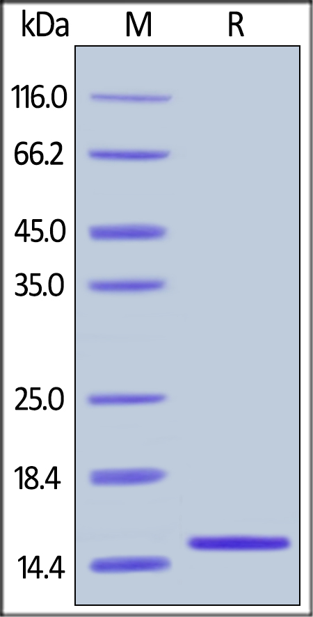 SDS-PAGE - Recombinant human I-FABP protein (AB179974)