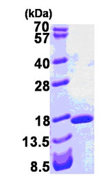 SDS-PAGE - Recombinant Human I-FABP protein (AB84197)