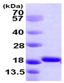 SDS-PAGE - Recombinant Human Iba1 protein (His tag N-Terminus) (AB105593)