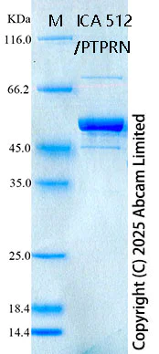 SDS-PAGE - Recombinant Human ICA 512/PTPRN Protein Standard (His tag) (AB323063)