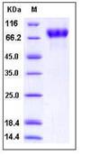 SDS-PAGE - Recombinant Human ICAM2 protein (Fc Chimera His Tag) (AB276250), expandable thumbnail