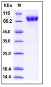 SDS-PAGE - Recombinant Human ICAM2 protein (Fc Chimera His Tag) (AB276250)