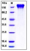 SDS-PAGE - Recombinant Human ICAM3 protein (Fc Chimera His Tag) (AB276251)