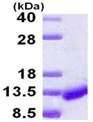 SDS-PAGE - Recombinant Human ICEBERG protein (AB124567)