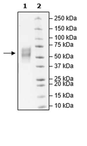 SDS-PAGE - Recombinant Human ICOS Ligand/ICOSL protein (Avi tag C-Terminus + His tag C-Terminus) (AB271377)