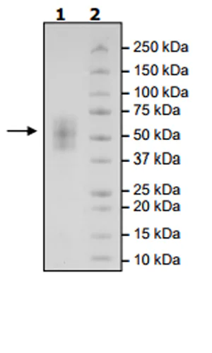 SDS-PAGE - Recombinant Human ICOS Ligand/ICOSL protein (Biotin) (Avi tag C-Terminus + His tag C-Terminus) (AB271378)