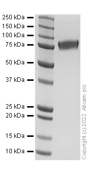 SDS-PAGE - Recombinant Human ICOS Ligand/ICOSL Protein (Fc Chimera) (Active) (AB307632)