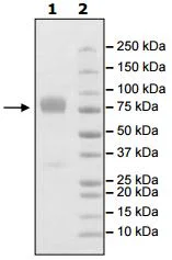 SDS-PAGE - Recombinant Human ICOS Ligand/ICOSL protein (Fc tag C-Terminus) (AB216237)