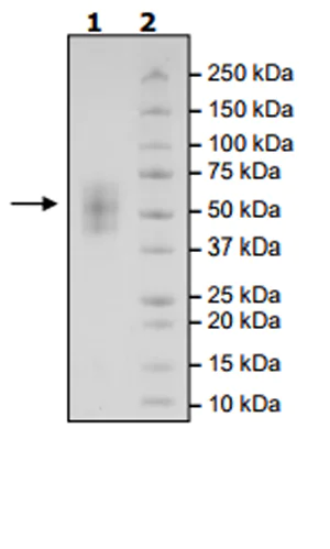 SDS-PAGE - Recombinant Human ICOS Ligand/ICOSL protein (Tagged) (Biotin) (AB271378)