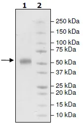 SDS-PAGE - Recombinant Human ICOS protein (Fc Chimera) (AB206441)