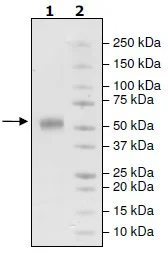 SDS-PAGE - Recombinant Human ICOS protein (Fc tag C-Terminus) (AB206441)