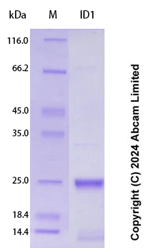 SDS-PAGE - Recombinant Human ID1 Protein Standard (His tag) (AB323117)