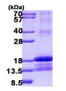 SDS-PAGE - Recombinant Human ID2 protein (denatured) (AB140586)