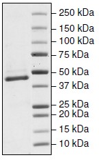 SDS-PAGE - Recombinant human IDH1 (mutated R132H) protein (AB198123), expandable thumbnail