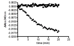 Functional Studies - Recombinant human IDH1 (mutated R132H) protein (DDDDK tag C-Terminus) (AB198123)