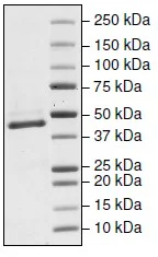 SDS-PAGE - Recombinant human IDH1 (mutated R132H) protein (DDDDK tag C-Terminus) (AB198123)