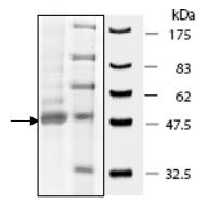 SDS-PAGE - Recombinant human IDH1 protein (AB198096), expandable thumbnail