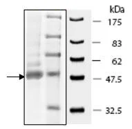 SDS-PAGE - Recombinant human IDH1 protein (AB198096)