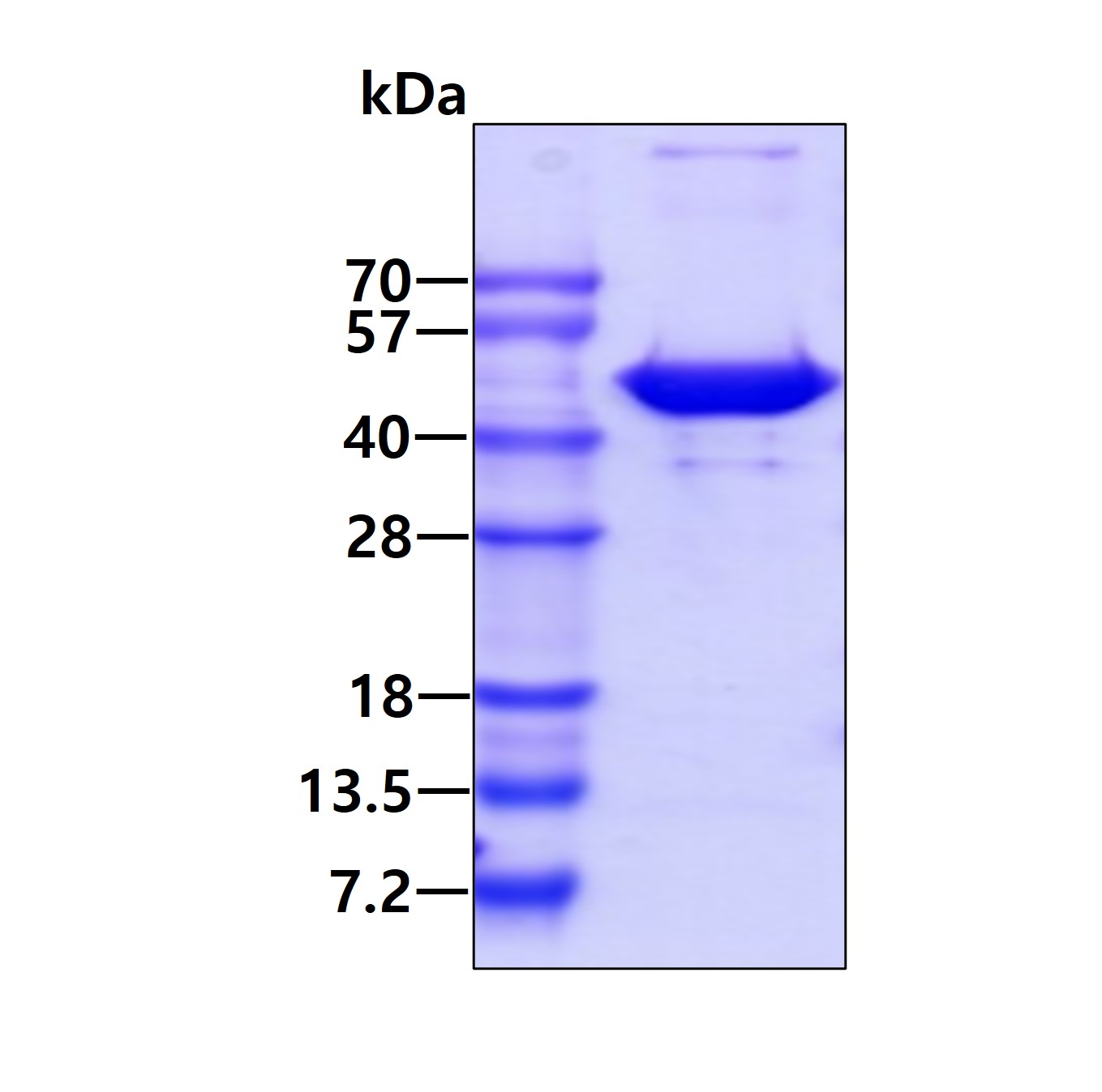 SDS-PAGE - Recombinant human IDH1 protein (His tag N-Terminus) (AB113858)