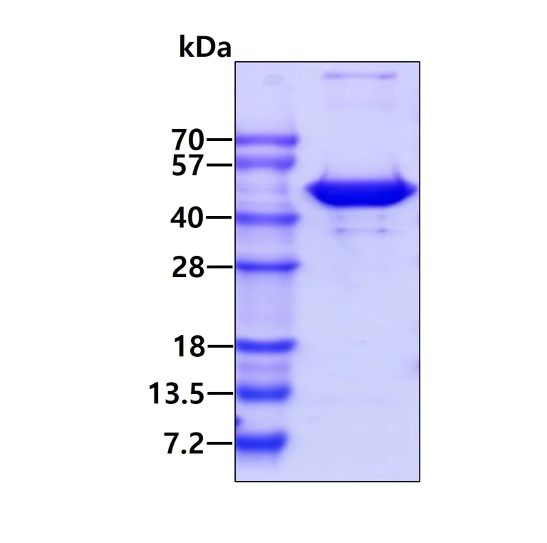 SDS-PAGE - Recombinant human IDH1 protein (His tag N-Terminus) (AB113858)