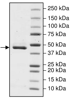 SDS-PAGE - Recombinant human IDH2 (mutated R140Q) protein (DDDDK tag C-Terminus) (AB198153)