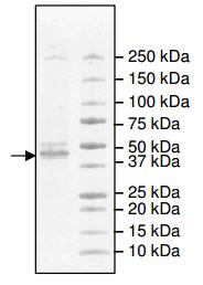 SDS-PAGE - Recombinant human IDH2 protein (AB198092), expandable thumbnail