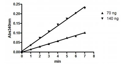 Functional Studies - Recombinant human IDH2 protein (DDDDK tag C-Terminus) (AB198092)
