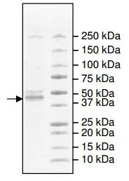 SDS-PAGE - Recombinant human IDH2 protein (DDDDK tag C-Terminus) (AB198092)