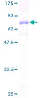 SDS-PAGE - Recombinant Human IDH3G protein (GST tag N-Terminus) (AB116942)