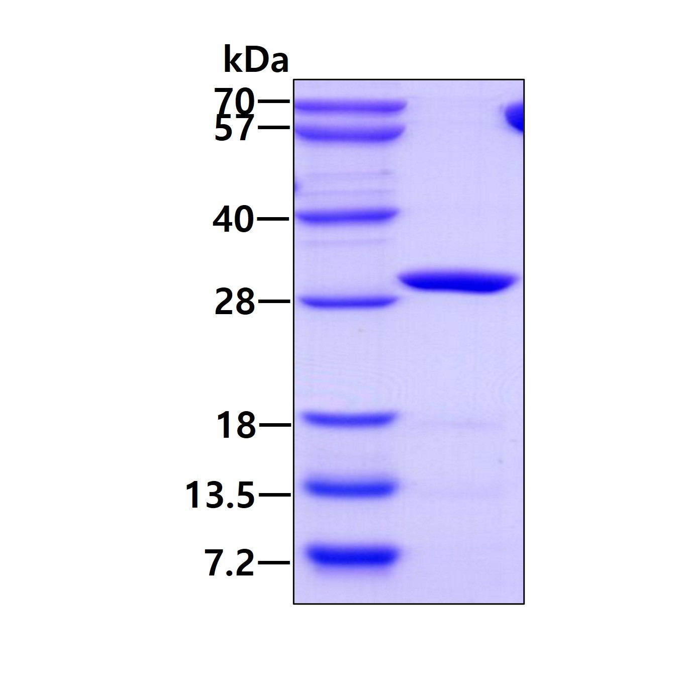SDS-PAGE - Recombinant Human IDI1 protein (AB113598)