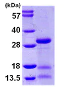 SDS-PAGE - Recombinant Human IDI2 protein (AB105602)