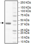 SDS-PAGE - Recombinant human IDO-2 protein (His tag) (AB216243)