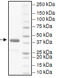 SDS-PAGE - Recombinant human IDO-2 protein (His tag N-Terminus) (AB216243)