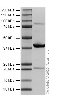 SDS-PAGE - Recombinant Human IDO1 Protein (His tag) (E.Coli) (AB313356), expandable thumbnail