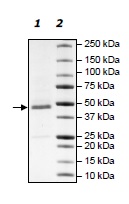 SDS-PAGE - Recombinant Human IDOL protein (AB198638), expandable thumbnail