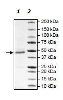 SDS-PAGE - Recombinant Human IDOL protein (His-DDDDK tag N-Terminus) (AB198638)