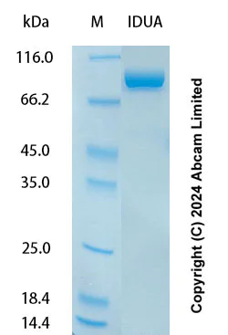 SDS-PAGE - Recombinant Human IDUA Protein Standard (AB323010)