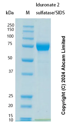 SDS-PAGE - Recombinant Human Iduronate 2 sulfatase/SIDS Protein Standard (AB323023)