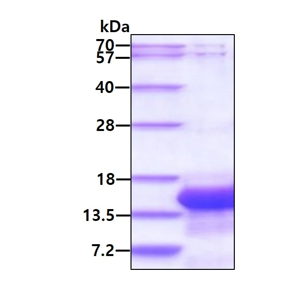 SDS-PAGE - Recombinant Human IEX1/IER3 protein (His tag N-Terminus) (AB156719)