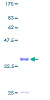 SDS-PAGE - Recombinant Human IFI6 protein (GST tag N-Terminus) (AB158482)
