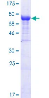 SDS-PAGE - Recombinant Human IFIT2 protein (GST tag N-Terminus) (AB132593)