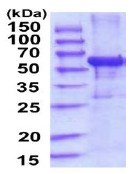 SDS-PAGE - Recombinant Human IFIT3/P60 protein (His tag) (AB201888)