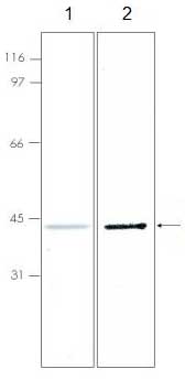 SDS-PAGE - Recombinant Human IFITM2 protein (6x His + GST) (AB92922)