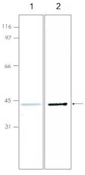 SDS-PAGE - Recombinant Human IFITM2 protein (AB92922)