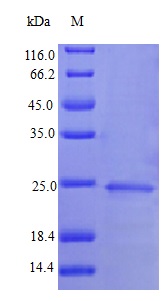 Recombinant human IFNA13 protein (Active)