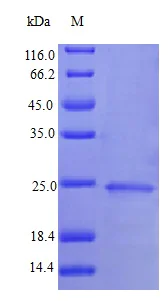 SDS-PAGE - Recombinant human IFNA13 protein (Active) (AB242217)
